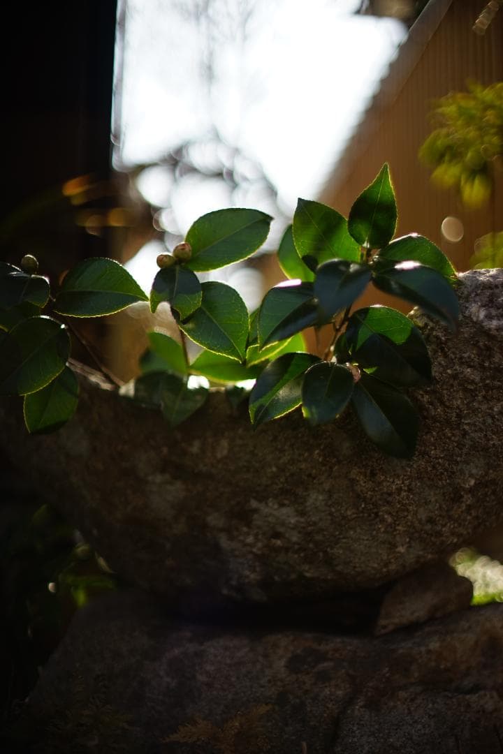 フィルムカメラ Nikon F2S / Nikkor-S Auto 50mm f1.4