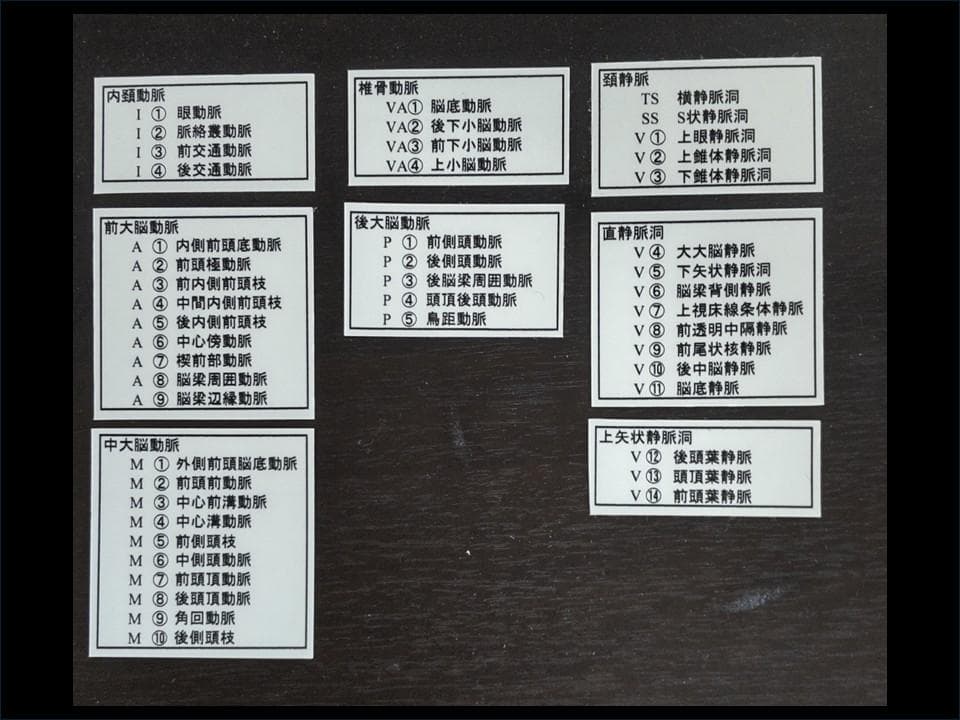 脳血管模型(内頚動脈・椎骨動脈・脳静脈)