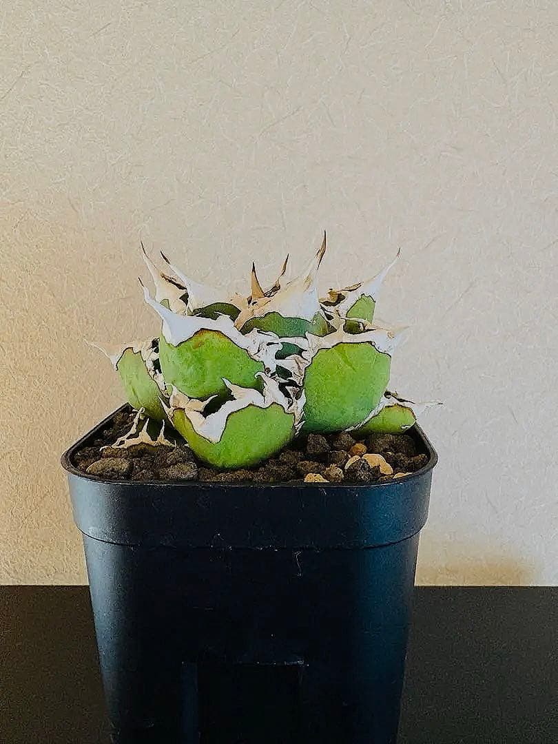 【コレクションOC株】アガベ　チタノタ　狼人