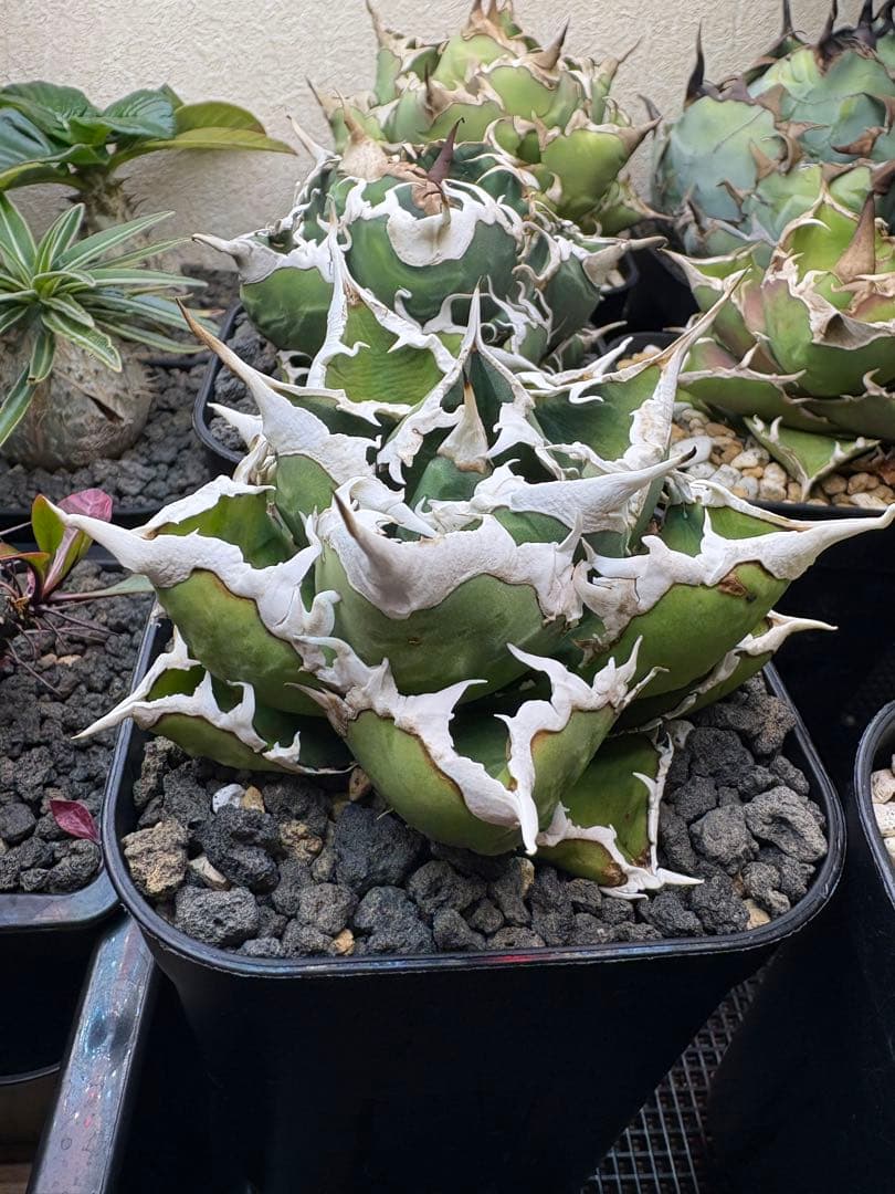 【コレクションOC株】アガベ　チタノタ　狼人