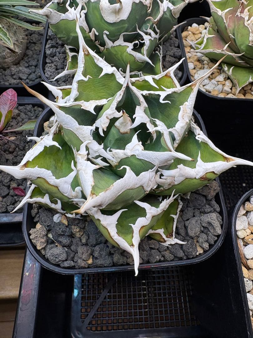 【コレクションOC株】アガベ　チタノタ　狼人