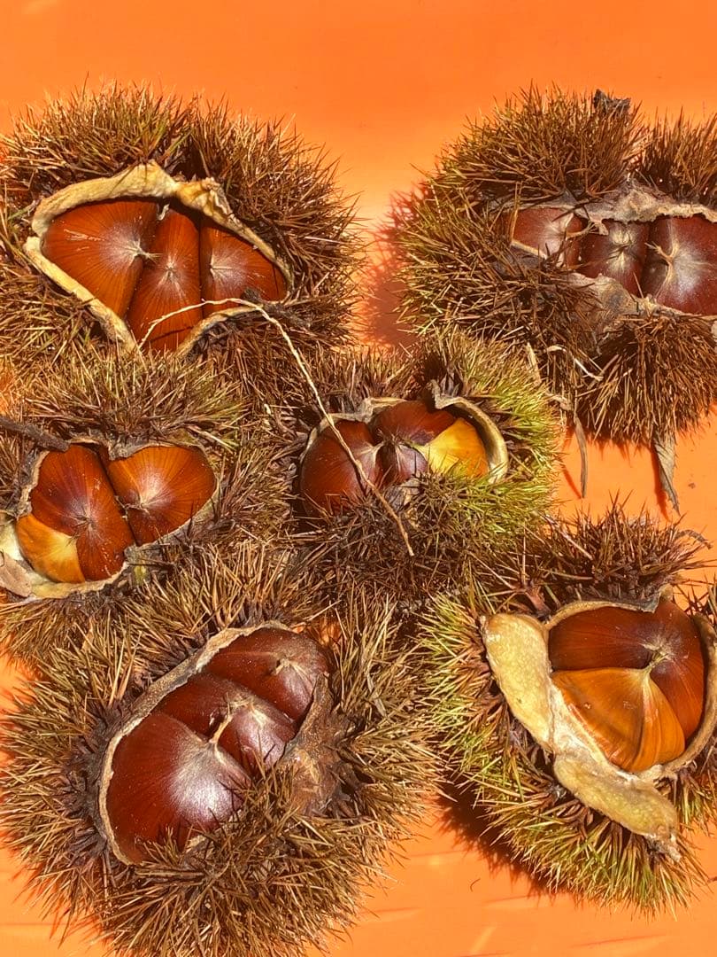 ④値下げ❗️無農薬生栗★阿蘇山天然水使用★早い者勝ち★令和7年産★早い者勝ち