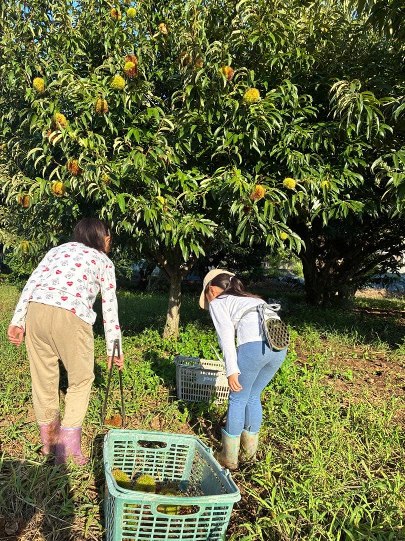 ④値下げ❗️無農薬生栗★阿蘇山天然水使用★早い者勝ち★令和7年産★早い者勝ち