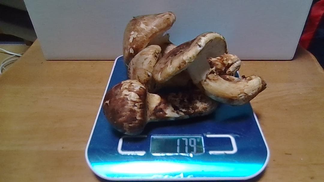 松茸　１７８ｇ