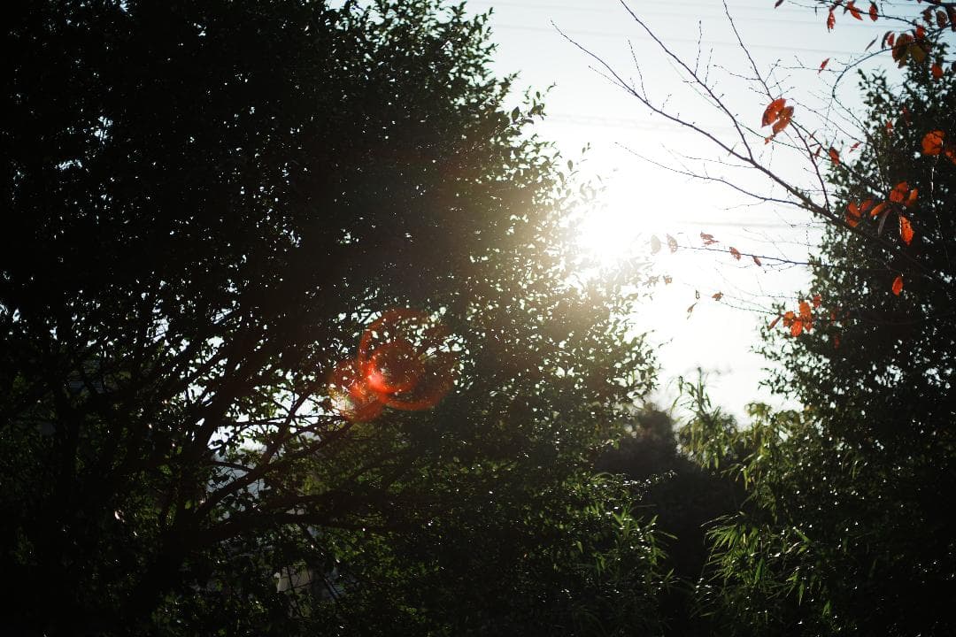 【整備＆テスト済】Nikon Ai Nikkor 50mm F1.4 277