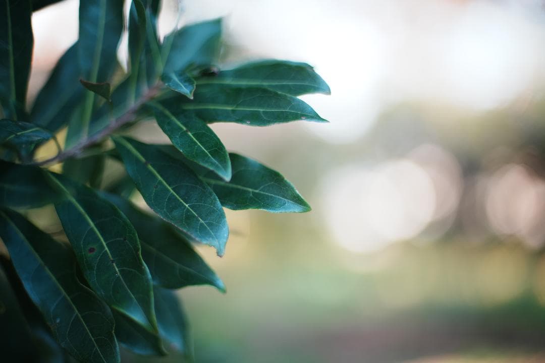 【整備＆テスト済】Nikon Ai Nikkor 50mm F1.4 277