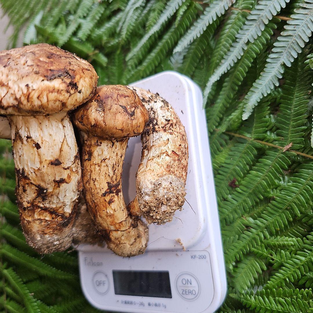 広島県産 松茸 200g