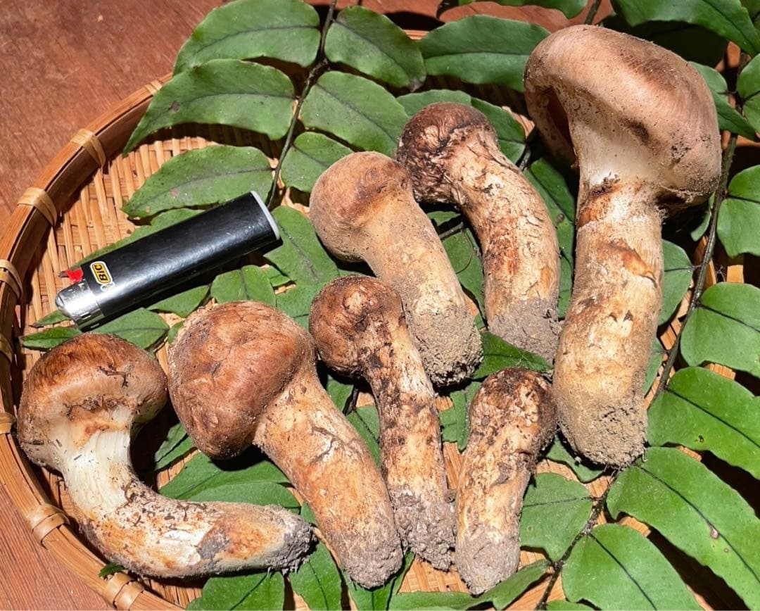 南信州産松茸　良品10/13夕方採り250g