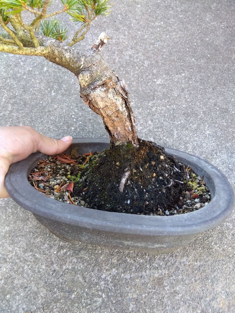 五葉松　斑入り　盆栽　8号陶器鉢つき　曲がり❗美柄❗　③