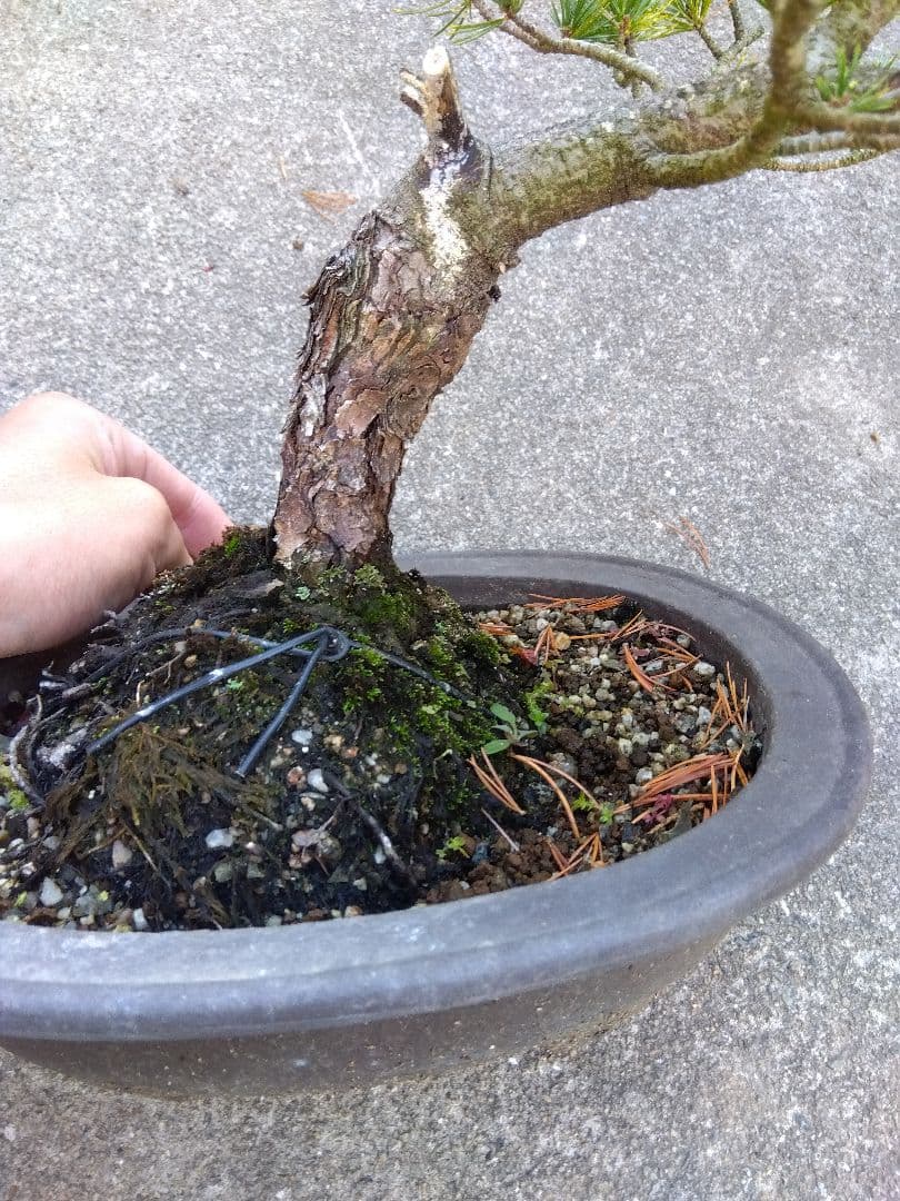 五葉松　斑入り　盆栽　8号陶器鉢つき　曲がり❗美柄❗　③