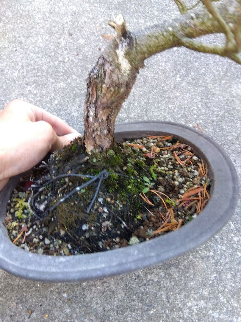 五葉松　斑入り　盆栽　8号陶器鉢つき　曲がり❗美柄❗　③