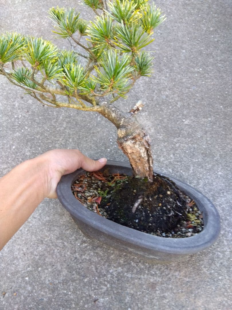 五葉松　斑入り　盆栽　8号陶器鉢つき　曲がり❗美柄❗　③