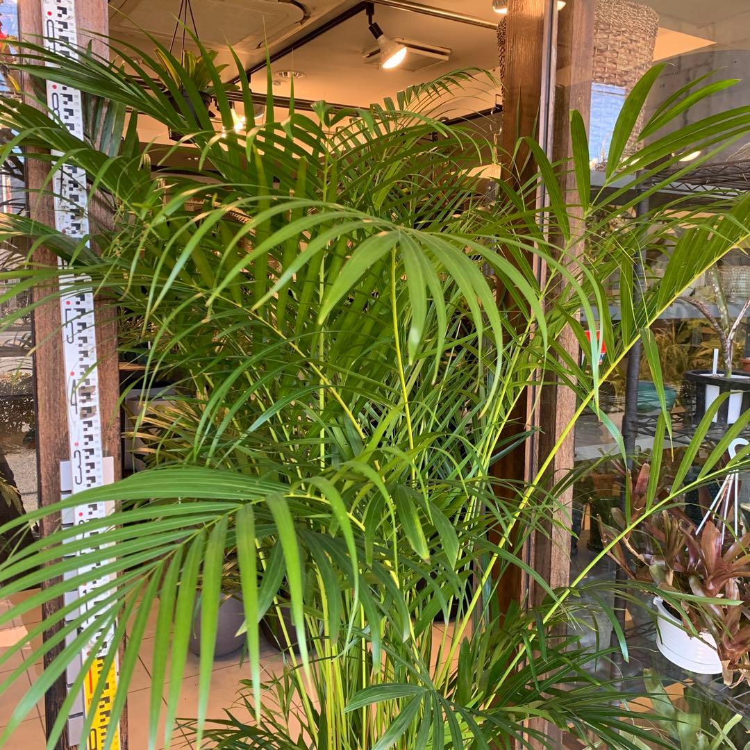 特大 アレカヤシ 10号　ファイバー鉢　お皿付き