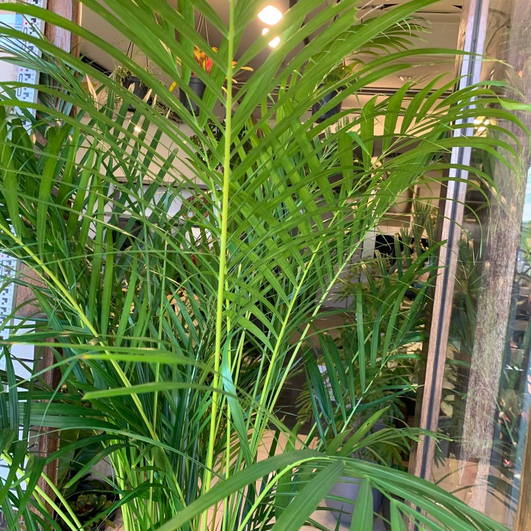 特大 アレカヤシ 10号　ファイバー鉢　お皿付き