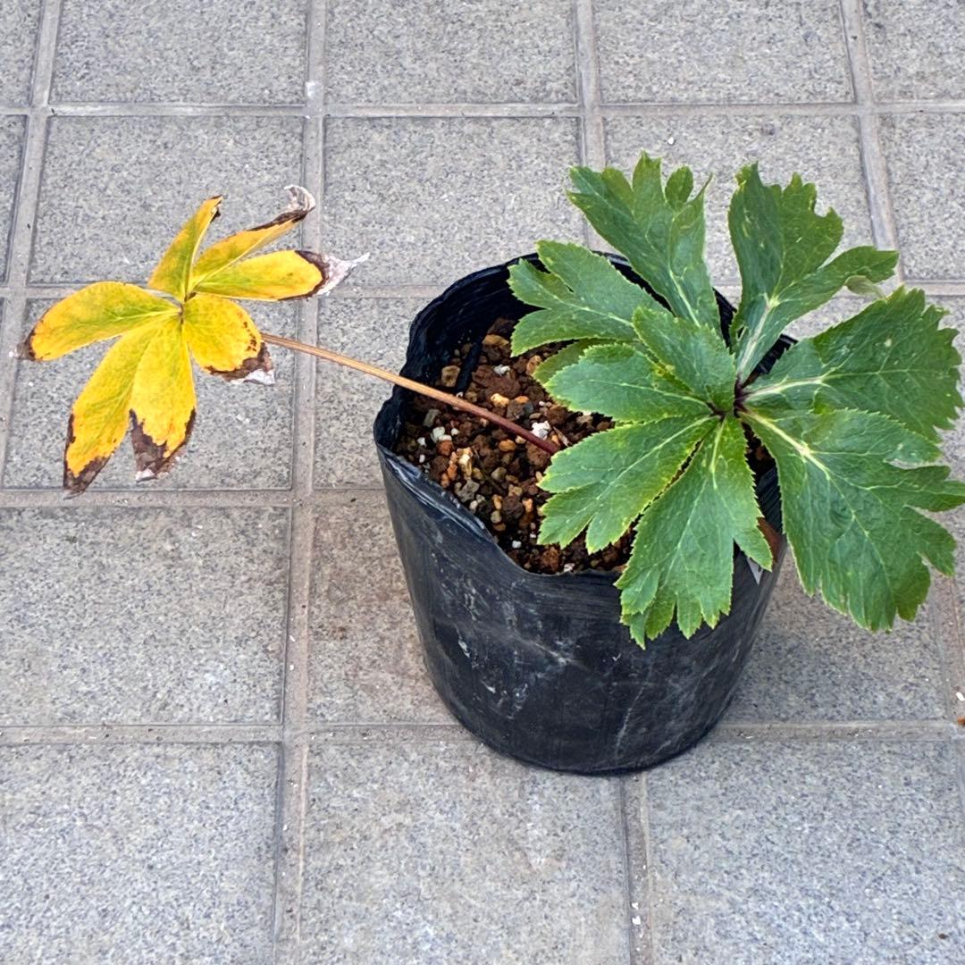 ち*る様 3316⭐️極上⭐️キラキラ光線⭐️スペシャルレッド⭐️多花性⭐️オー