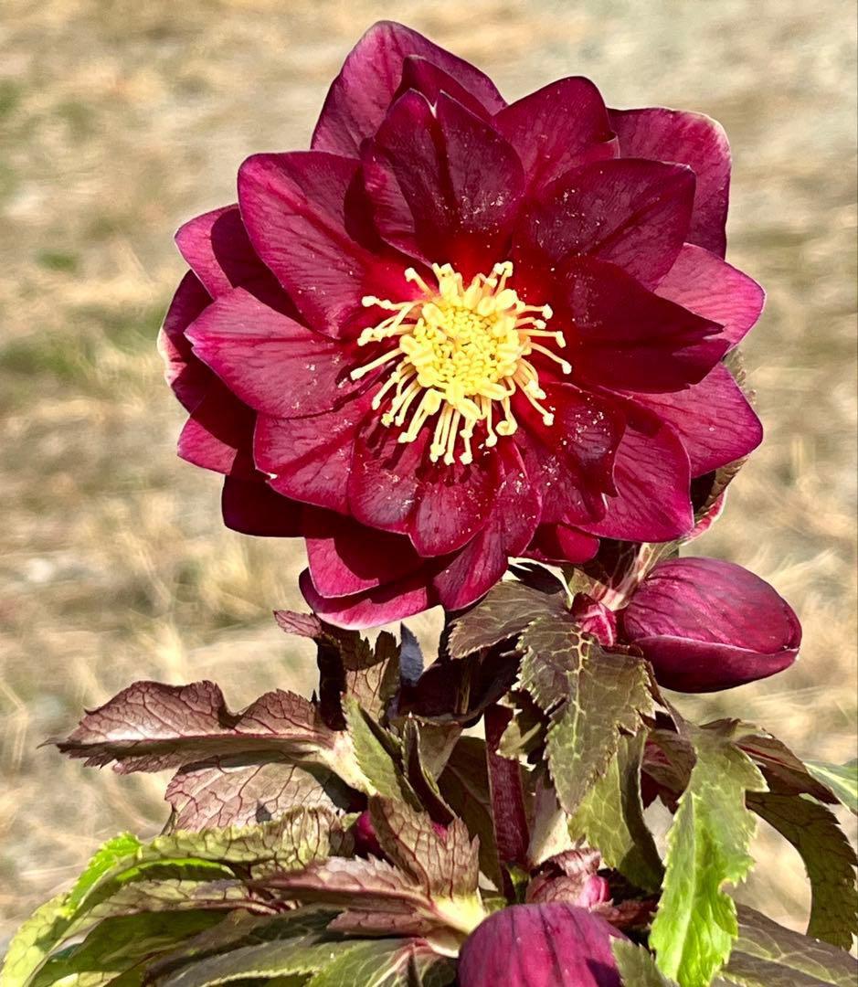 ち*る様 3316⭐️極上⭐️キラキラ光線⭐️スペシャルレッド⭐️多花性⭐️オー