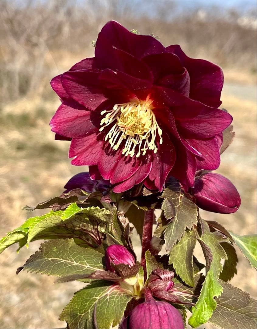 ち*る様 3316⭐️極上⭐️キラキラ光線⭐️スペシャルレッド⭐️多花性⭐️オー