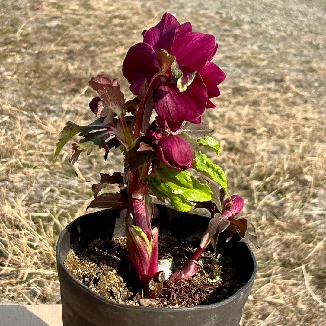 ち*る様 3316⭐️極上⭐️キラキラ光線⭐️スペシャルレッド⭐️多花性⭐️オー