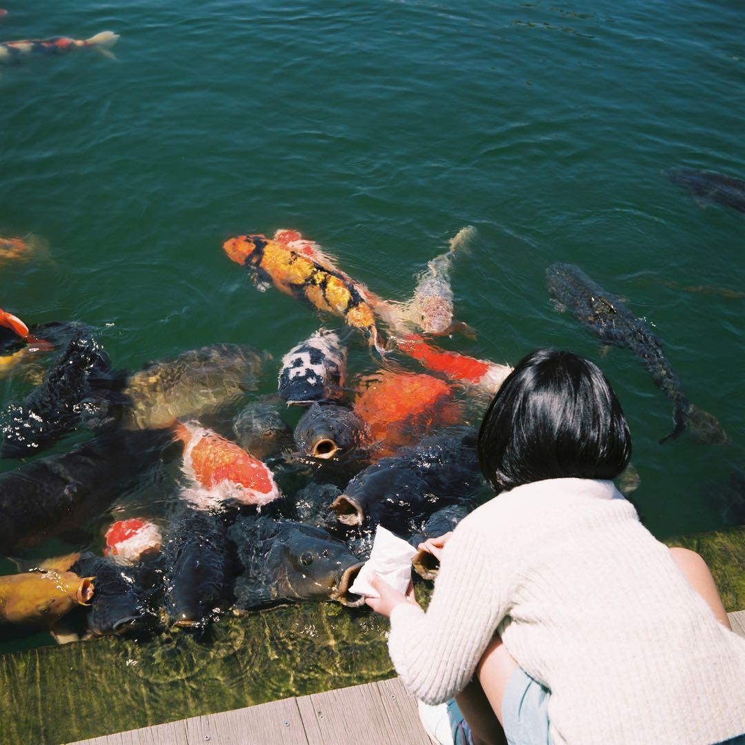 【整備済】ALPEN FLEX アルペンフレックス 二眼レフ