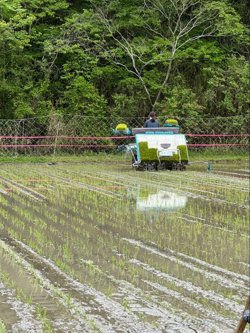 こぷー 令和7年産【丹波篠山コシヒカリ】白米10kg 極上米/食味値87点