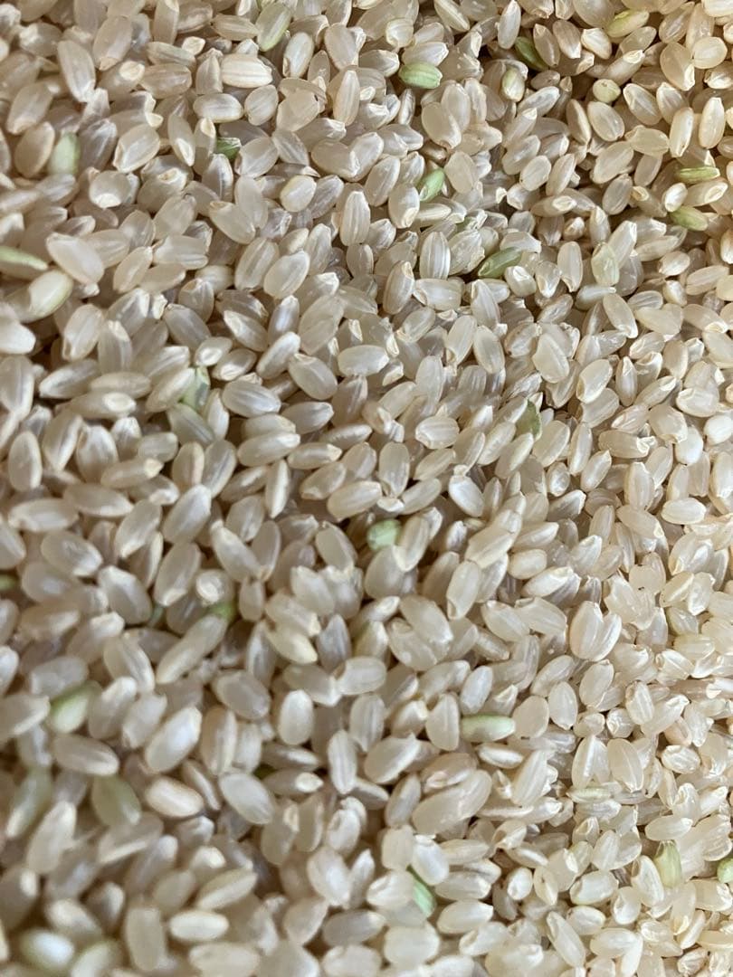 こぷー 令和7年産【丹波篠山コシヒカリ】白米10kg 極上米/食味値87点