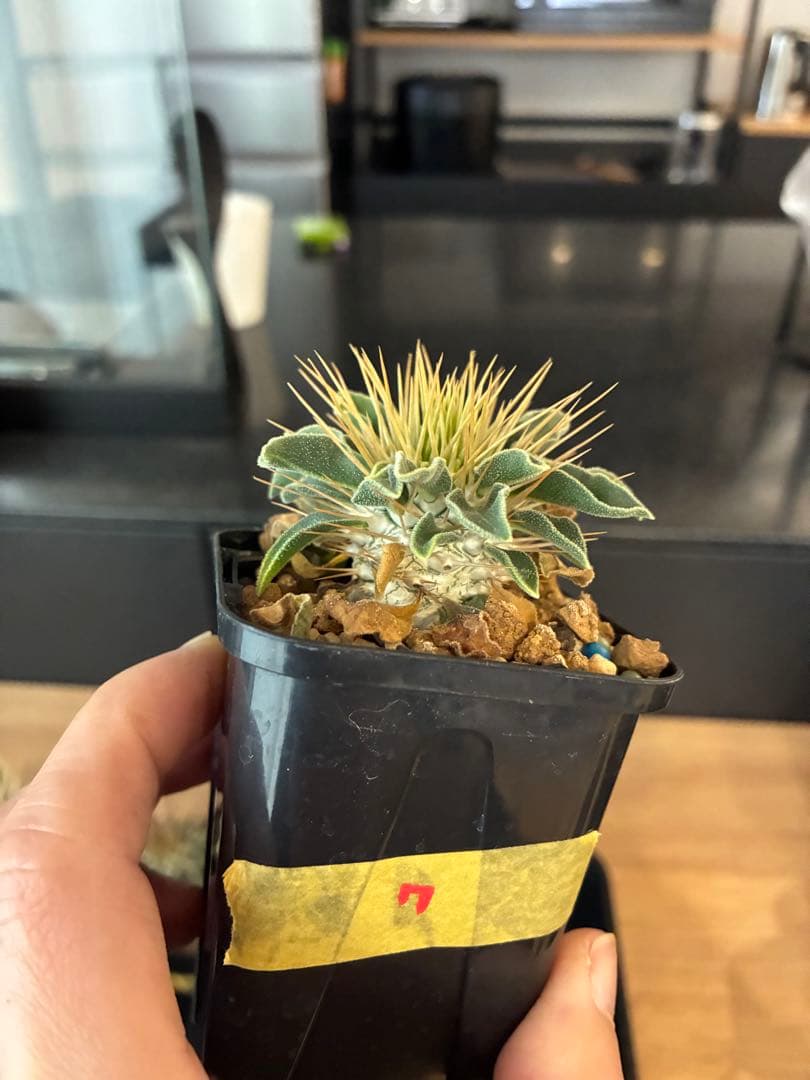 国内実生 パキポディウム ナマクアナム 光堂 ⑦