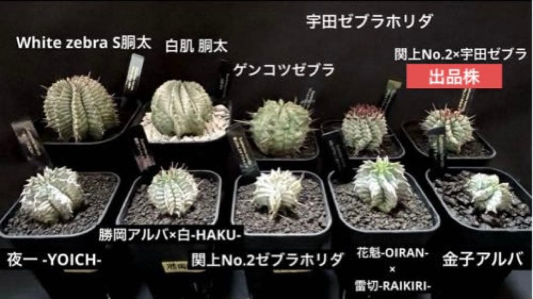 K*u様 ユーフォルビアホリダ 関上No.2ゼブラホリダ×宇田ゼブラホリダ 純血