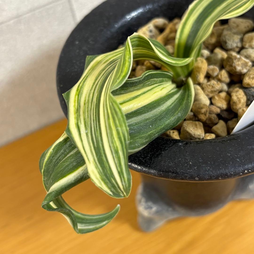 万年青　舞子獅子　縞　虎　獅子系　鉢付き