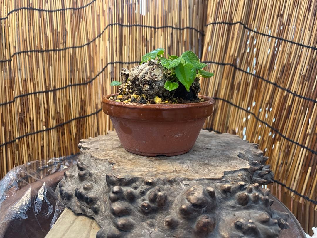 ✨✨✨オキナワイボオオハマボウ【◎美株品】/ユウナ/ハート葉happy♪