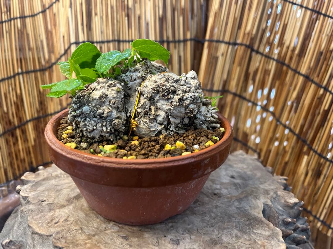 ✨✨✨オキナワイボオオハマボウ【◎美株品】/ユウナ/ハート葉happy♪