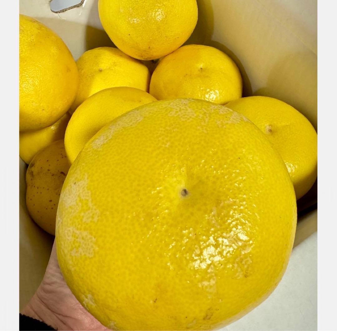 ㊲高知特産 露地栽培 土佐文旦 4L限定 文旦 約20kg 大玉 サイズ