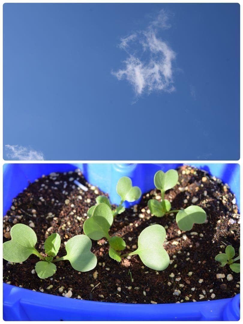 美品❤️ショット数3864回✨Nikon D5300ダブルズームセット 元箱付