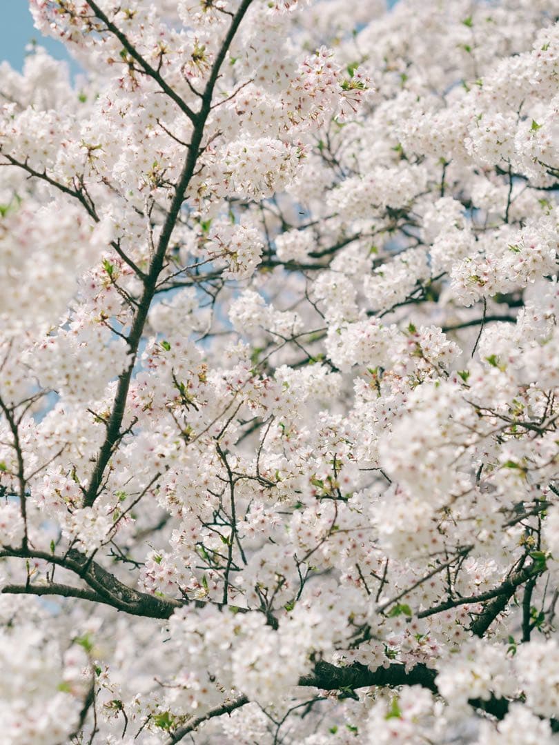 レンズ(単焦点) SMC PENTAX 67 105mm f2.4