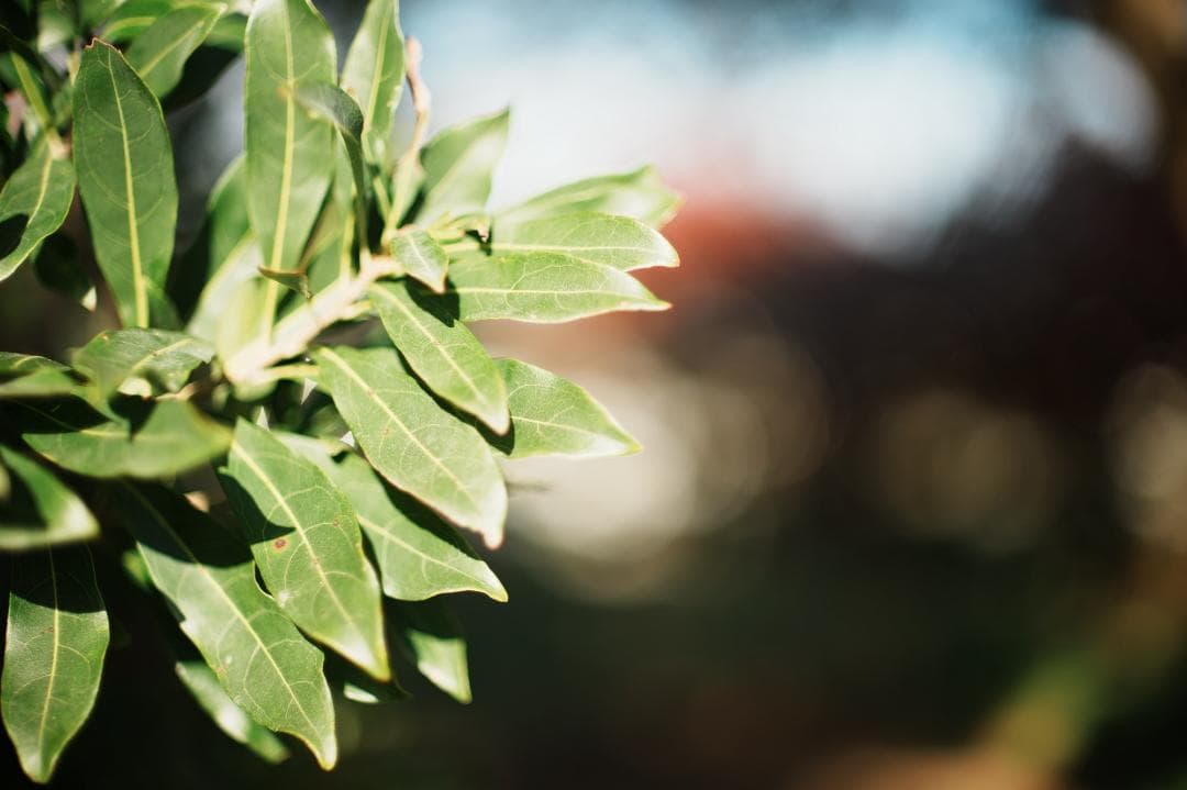 【伝説の幻玉】Canon FD 55mm F1.2 S.S.C ASPH 215