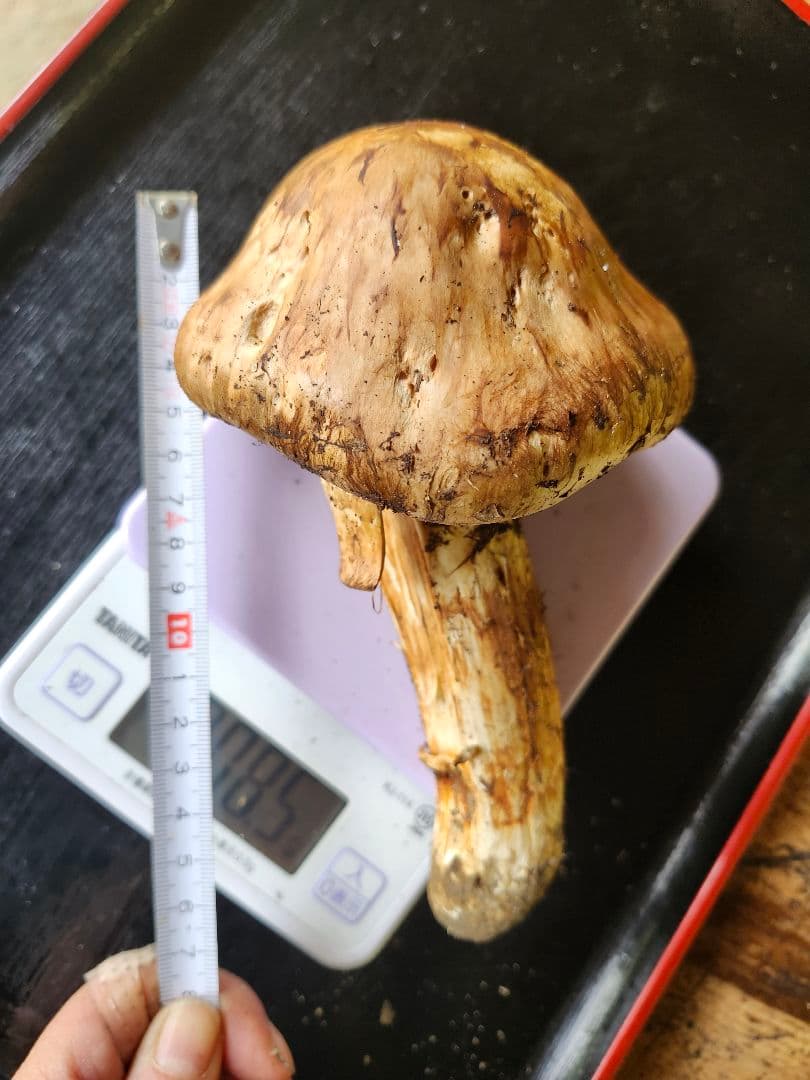 長野県産　松茸　栂松茸　信州　傘が大きい