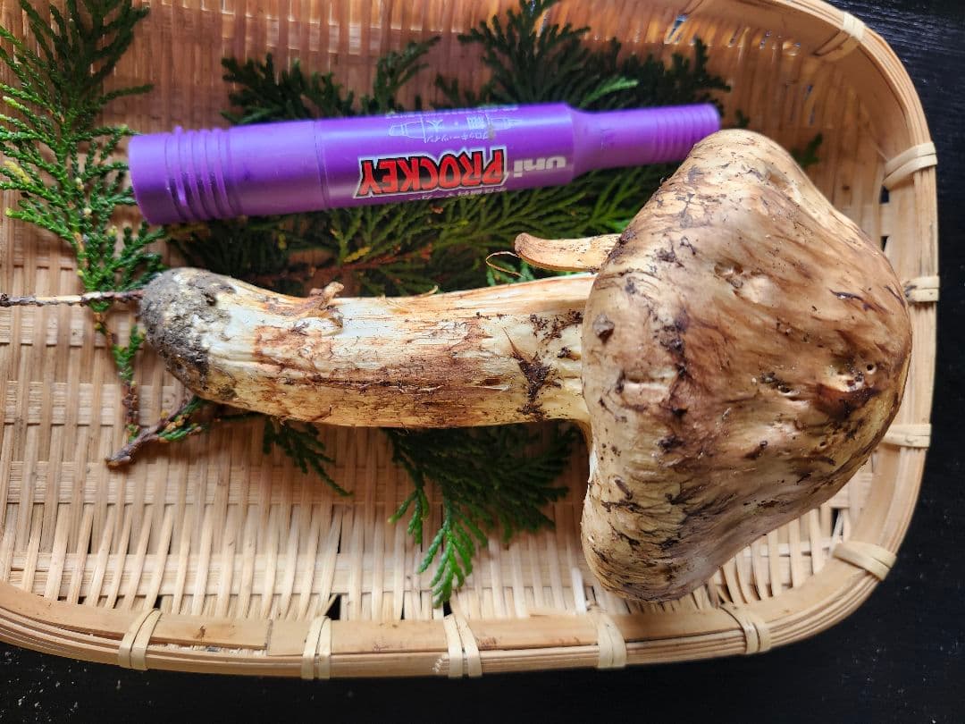 長野県産　松茸　栂松茸　信州　傘が大きい