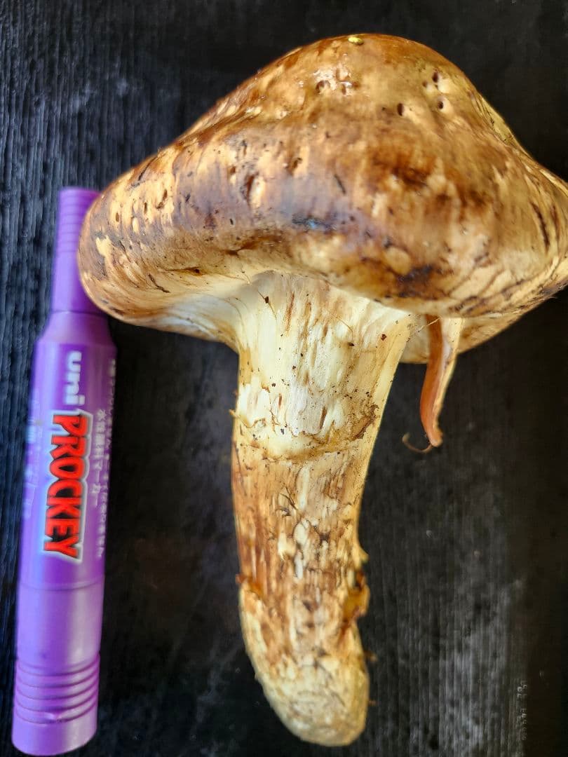 長野県産　松茸　栂松茸　信州　傘が大きい