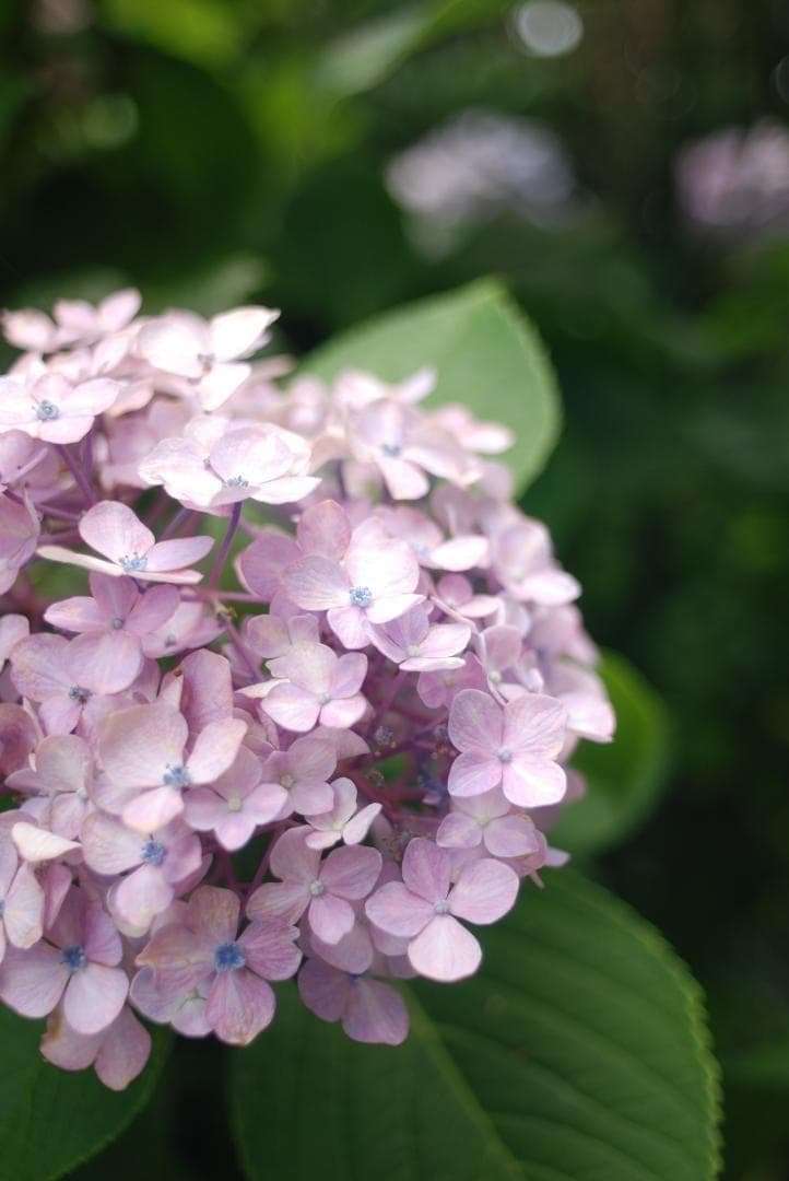 ニコン用タムロン 28mm F2.5(02B)☆オールドレンズ