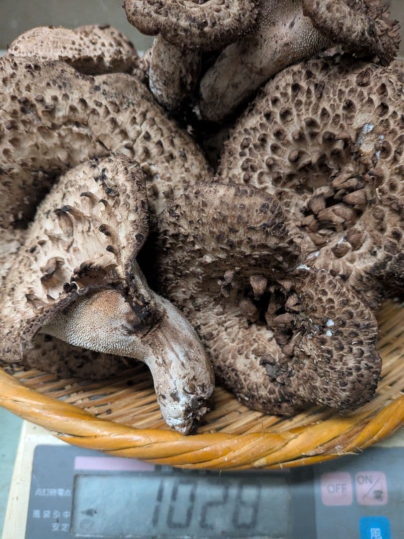 長野県、天然きのこ、香茸(コウタケ)1kg以上~