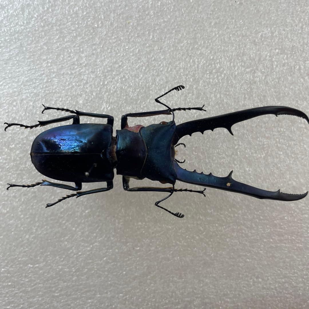 標本　ブルータイプ　メタリフェルクワガタ　♂３頭　WILD