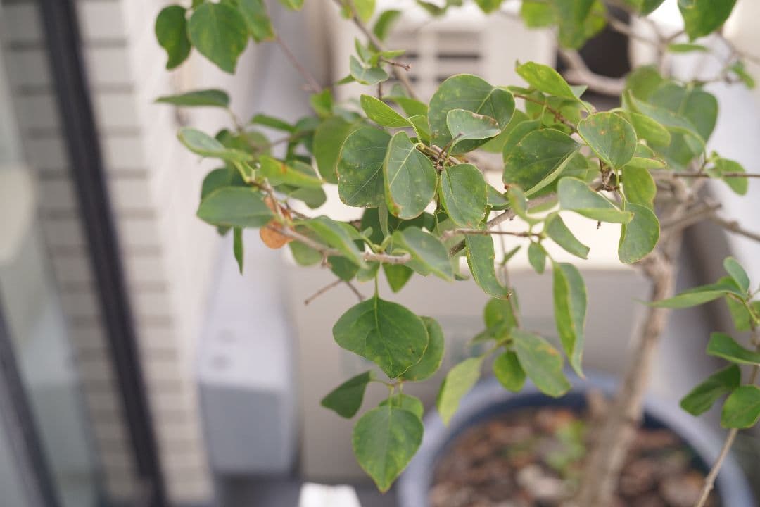 Eマウント改造品 Voigtländer Ultron 50mm f/1.8