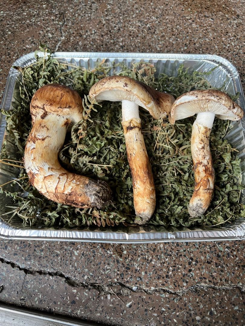 岩手県産 松茸 極上蕾