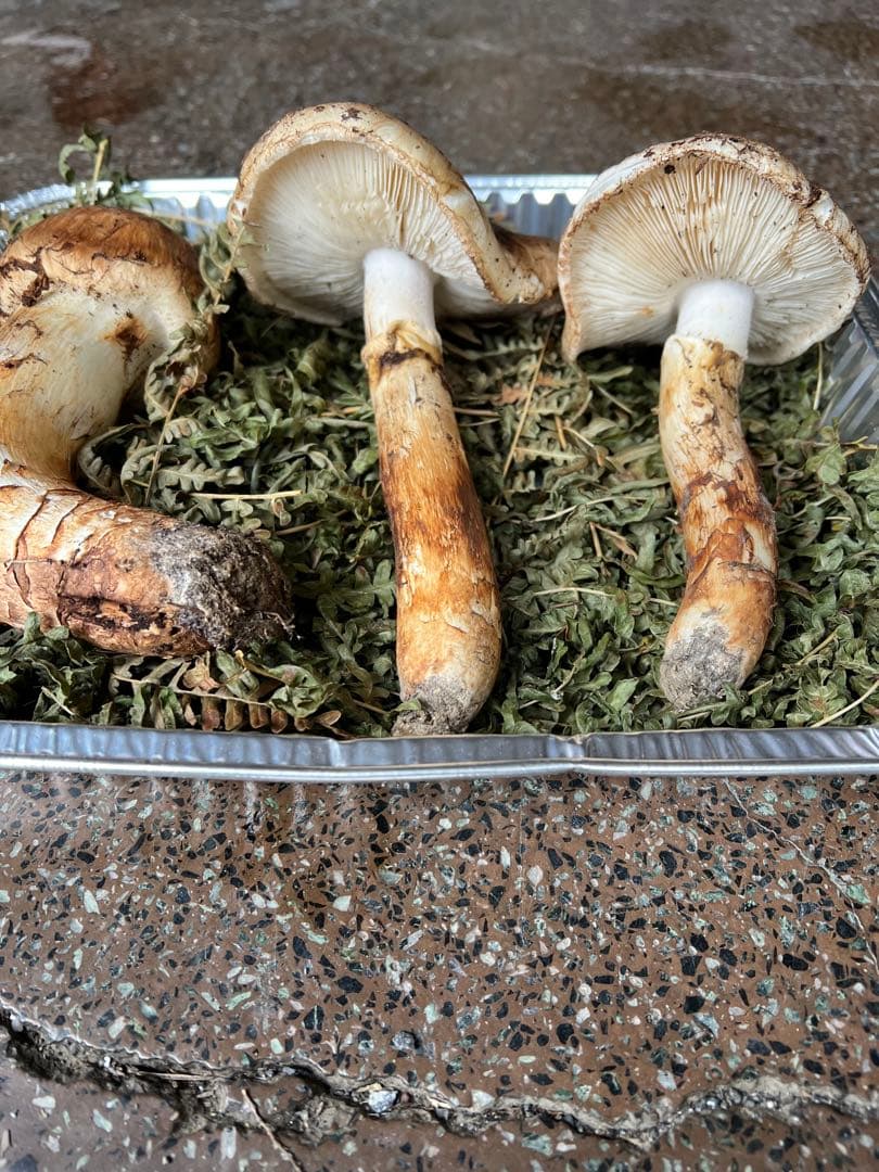 岩手県産 松茸 極上蕾