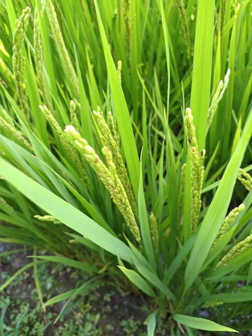 令和7年新米きぬむすめ玄米10キロ