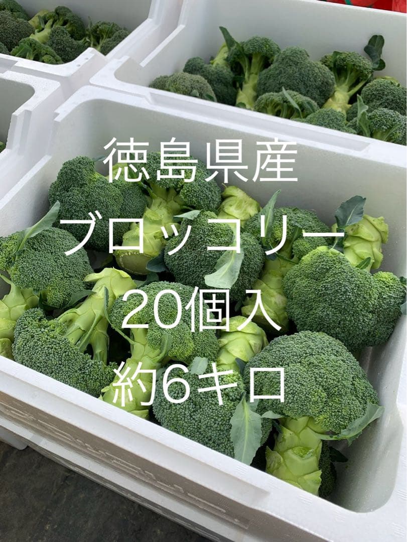 徳島県産 ブロッコリー 約15キロ のび太正直屋商店