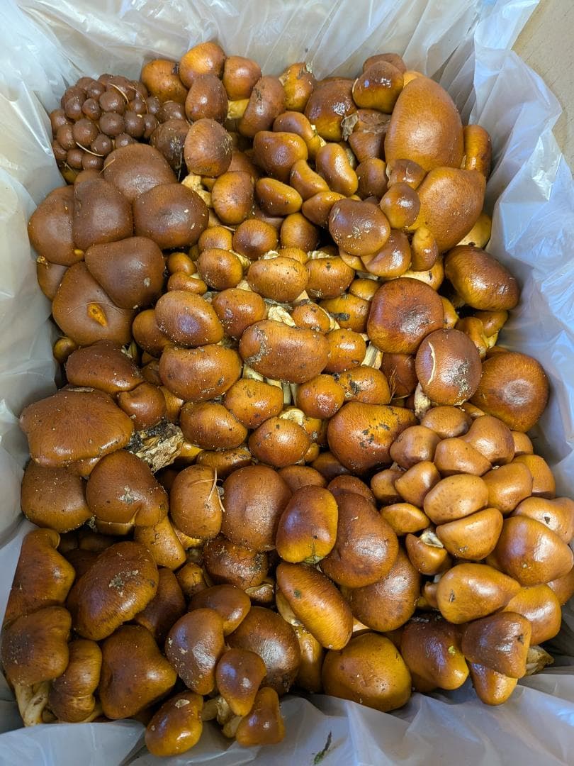 【値下げ】12/2採れ　天然なめこ3.5キロ