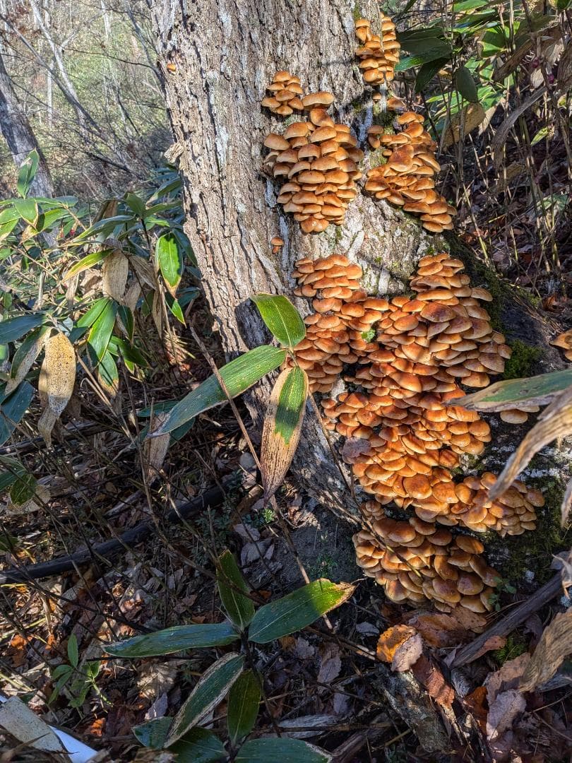 【値下げ】12/2採れ　天然なめこ3.5キロ