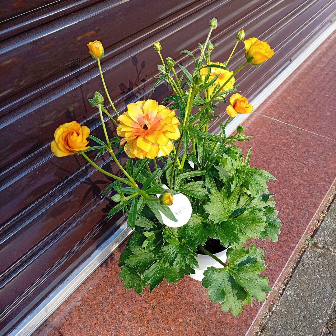 希少品種ラナンキュラスラックス ポスポロス 鉢花5号　60ｃｍ　現物発送