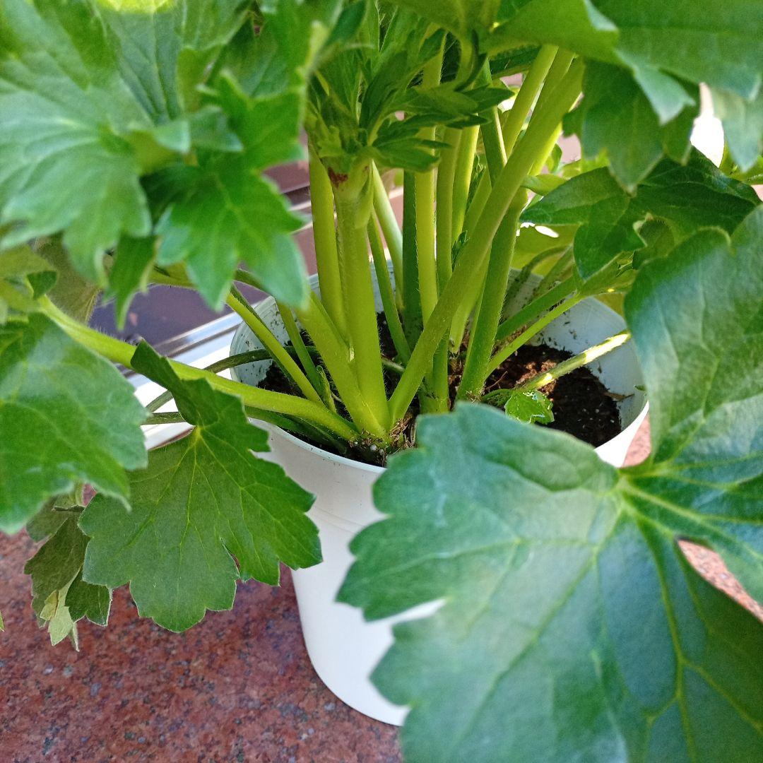 希少品種ラナンキュラスラックス ポスポロス 鉢花5号　60ｃｍ　現物発送