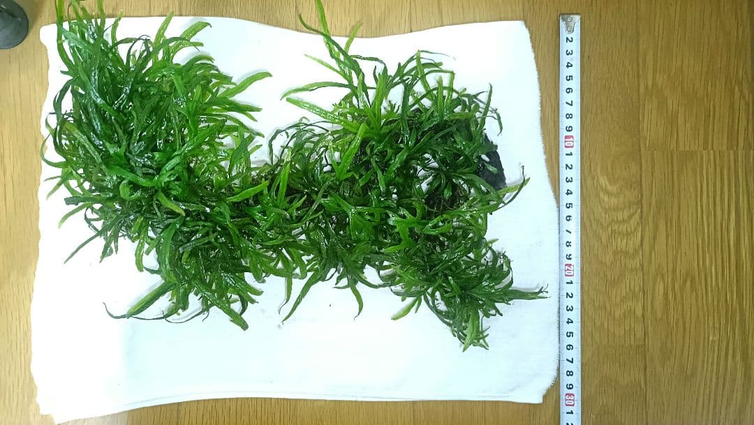 ミクロソリウム　サラワクカピット